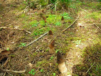 Morchella da determinare